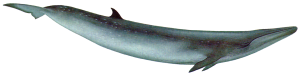 Whale PNG-19248
